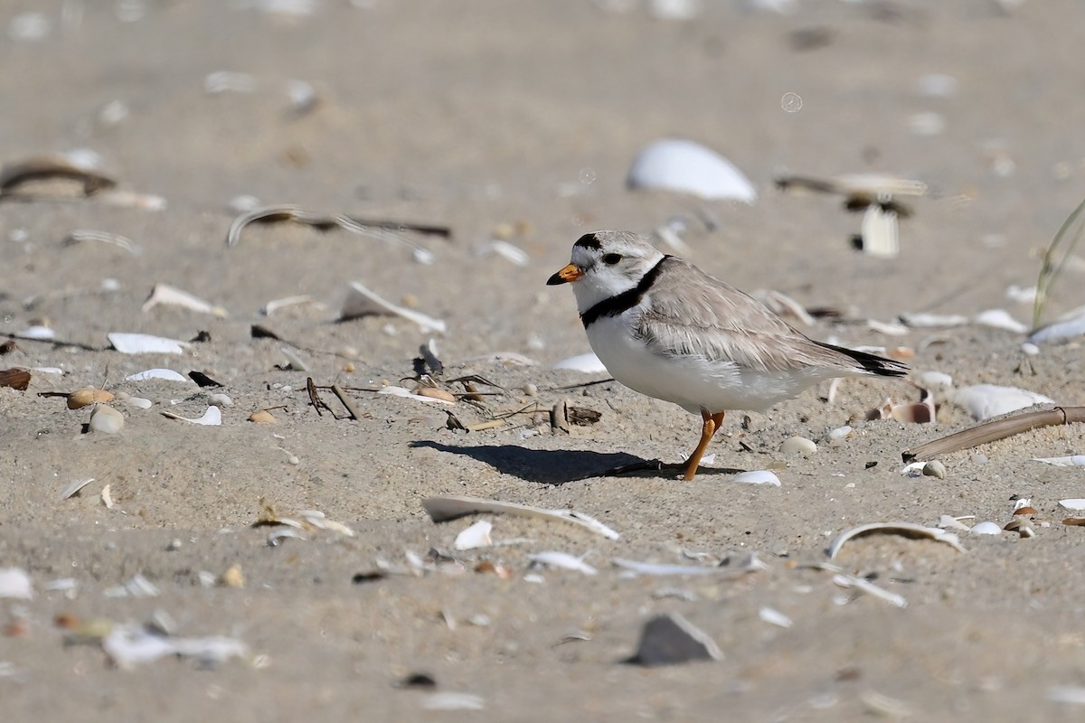 Piping Plover - ML619822836