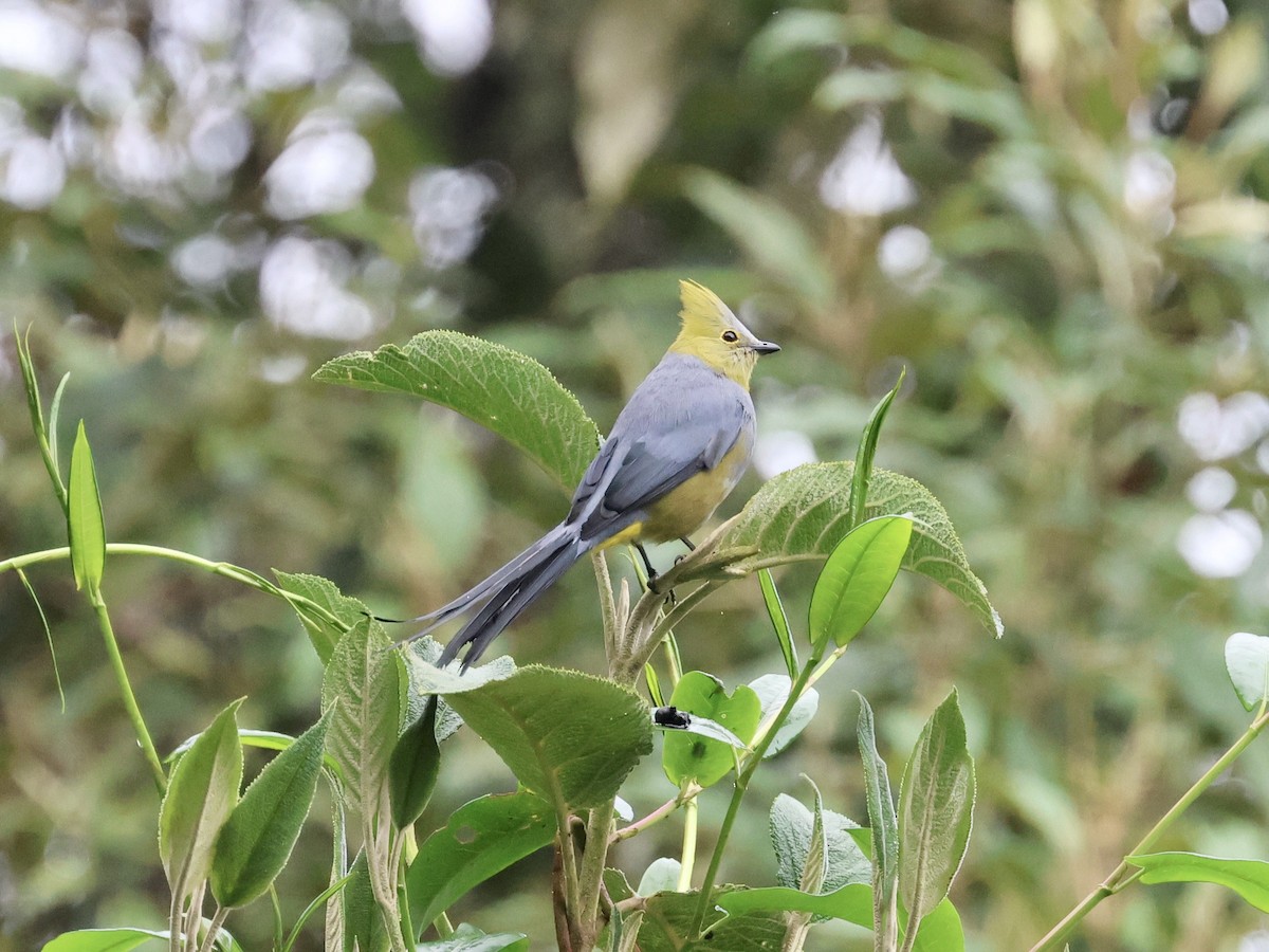 Long-tailed Silky-flycatcher - Amy Bishop & Doug Booher