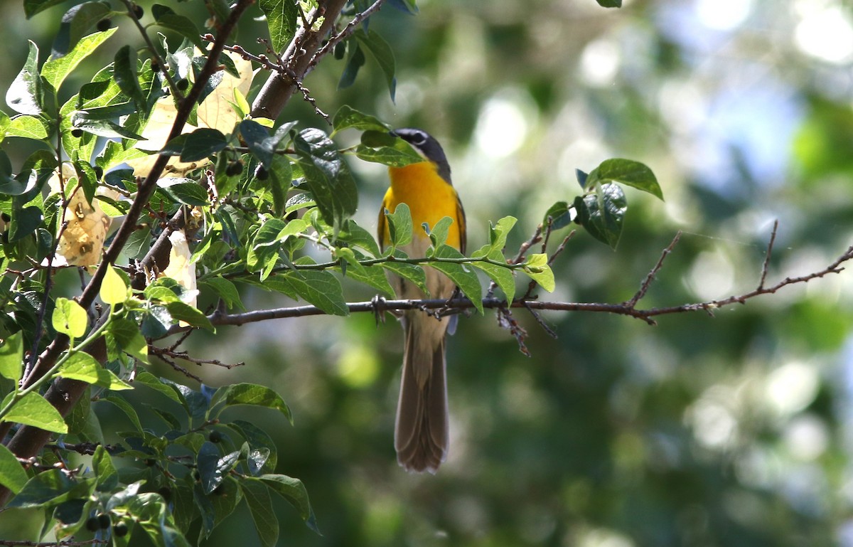 Yellow-breasted Chat - ML619822838
