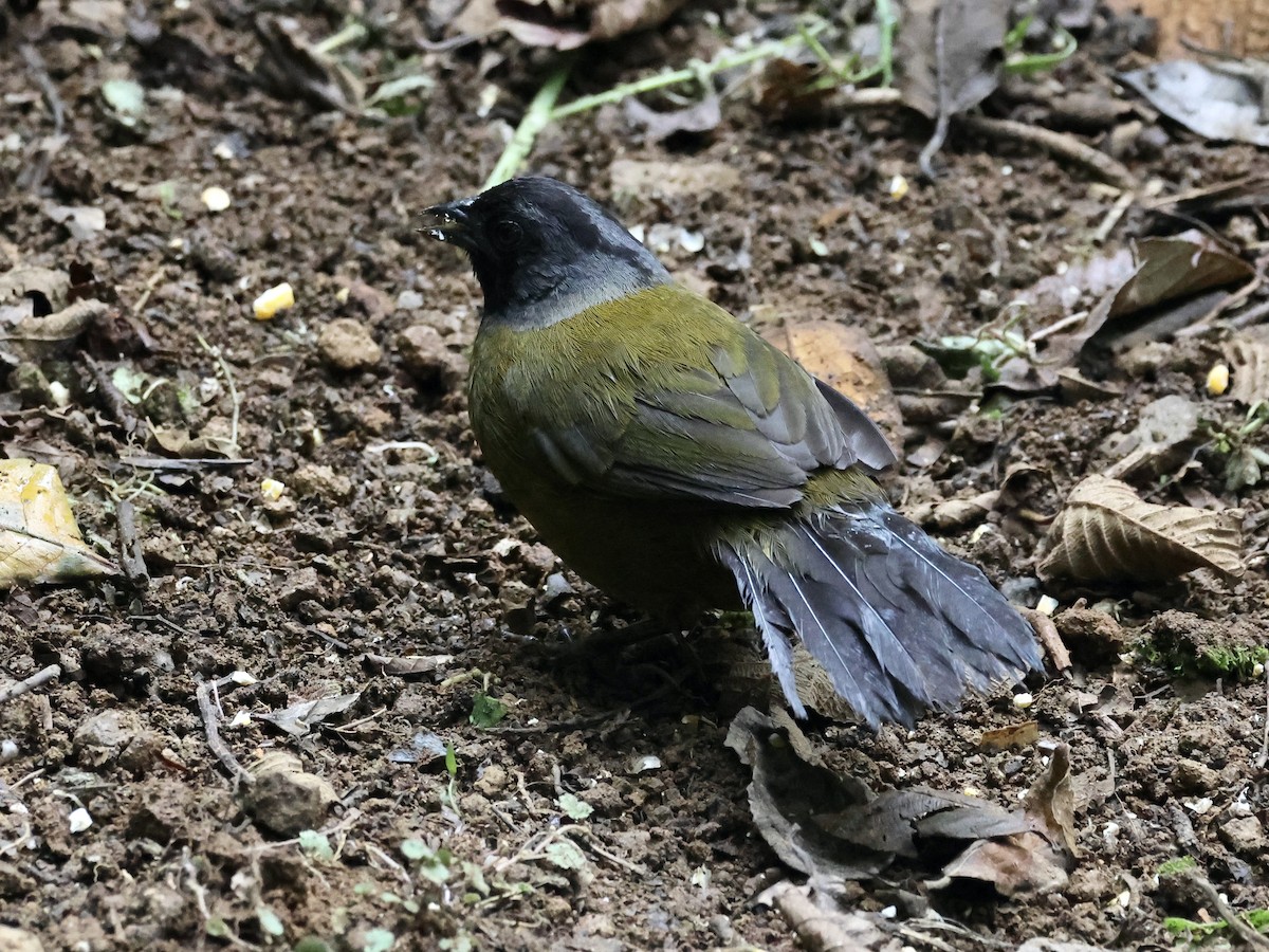 Large-footed Finch - ML619822846