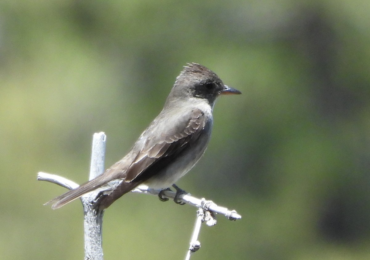 Western Wood-Pewee - ML619822853