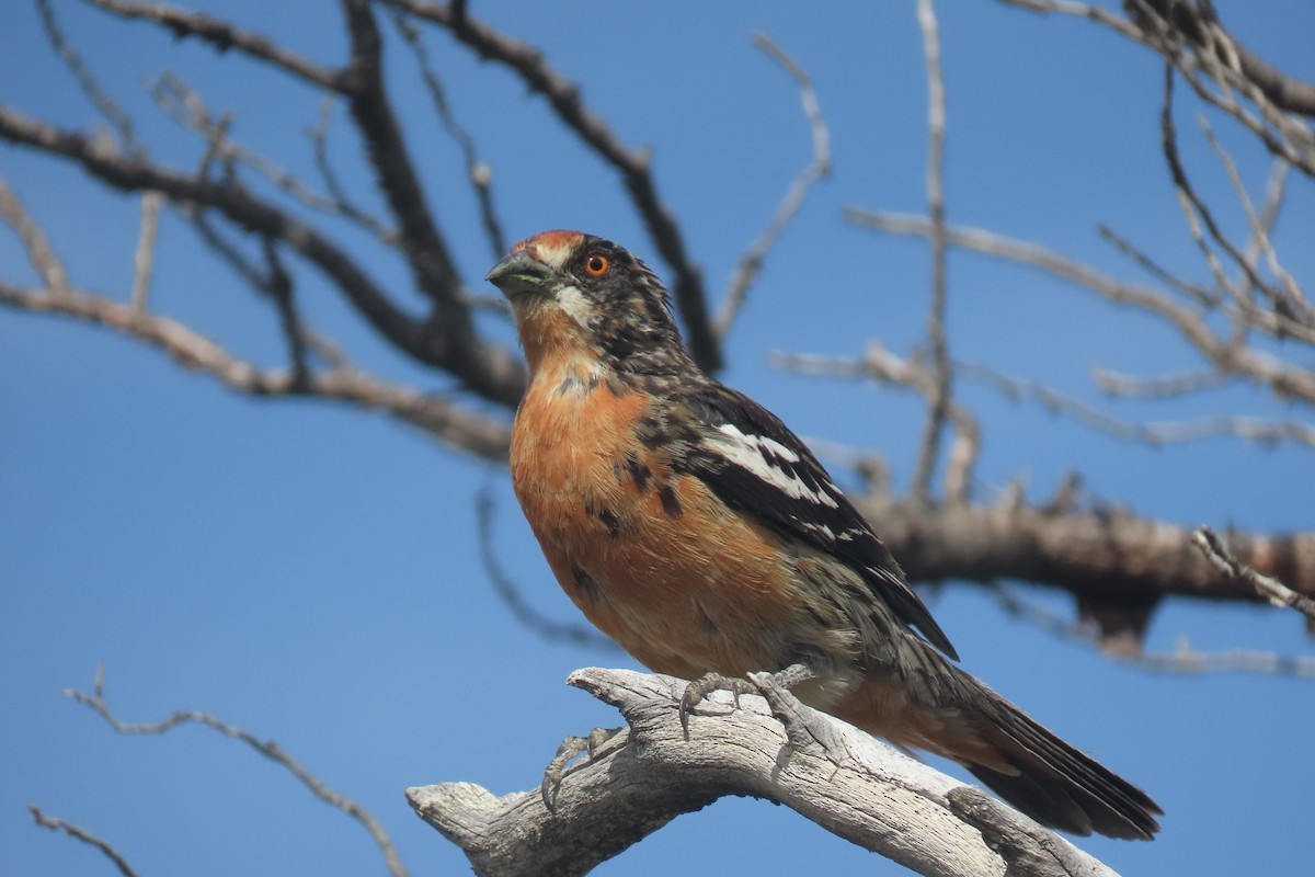 Rufous-tailed Plantcutter - Lior Dor