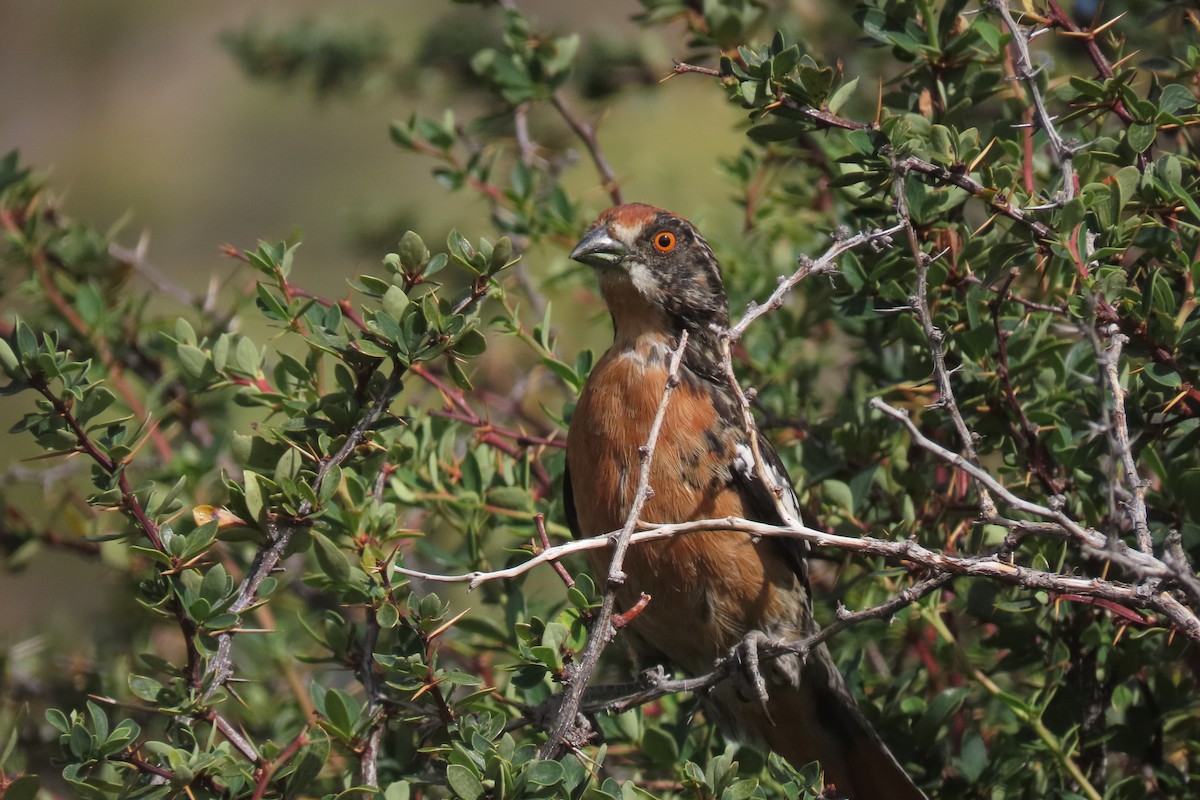 Rufous-tailed Plantcutter - ML619822889
