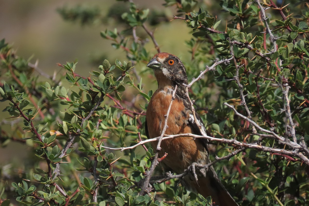 chileplanteklipper - ML619822889