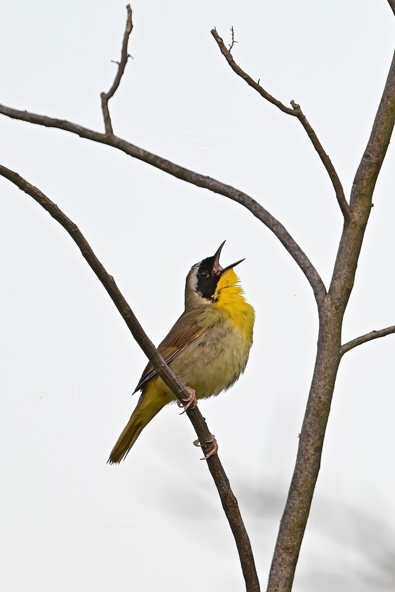 Paruline masquée - ML619822902