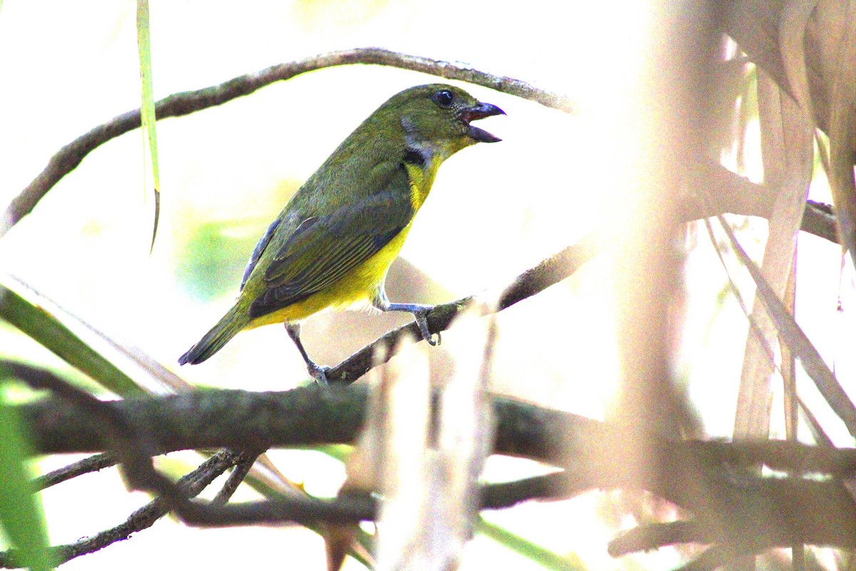 Yellow-throated Euphonia - ML619822904