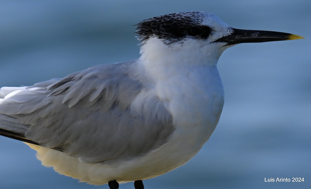 Sandwich Tern - ML619822919