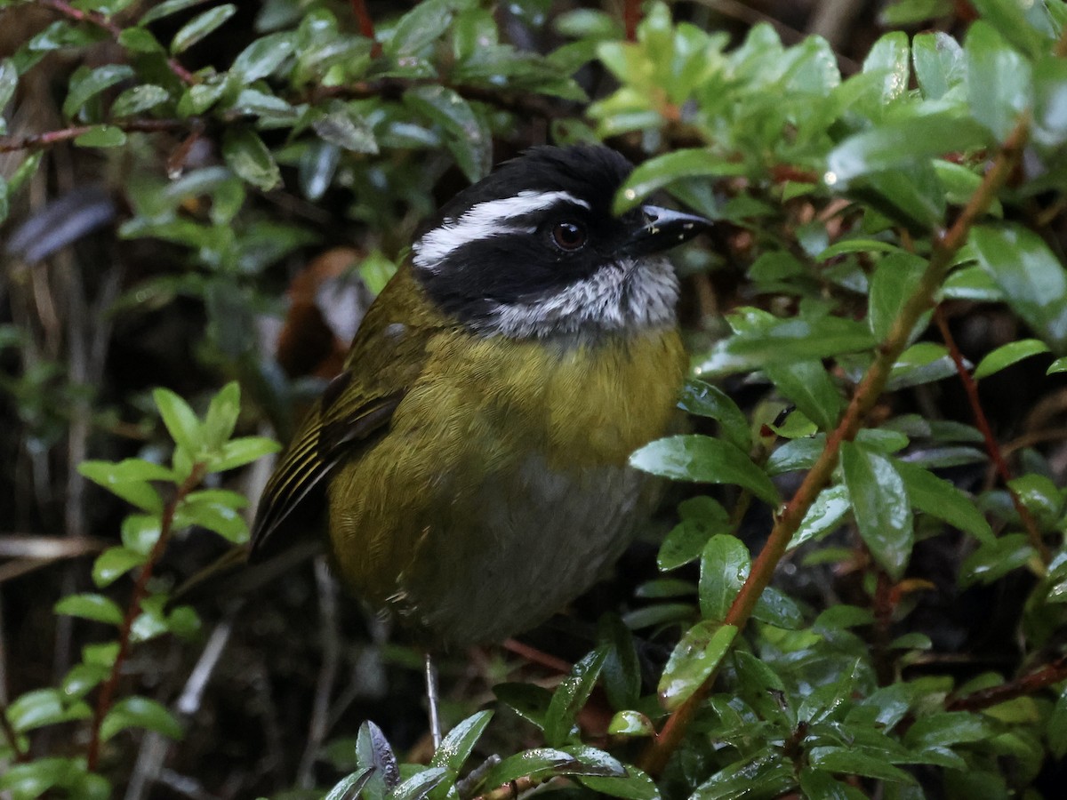 Sooty-capped Chlorospingus - ML619822921
