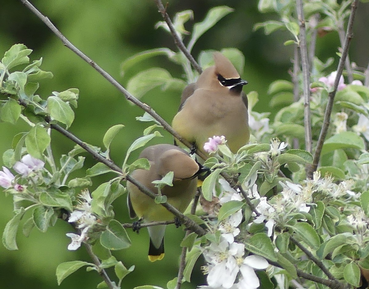 Cedar Waxwing - ML619822923