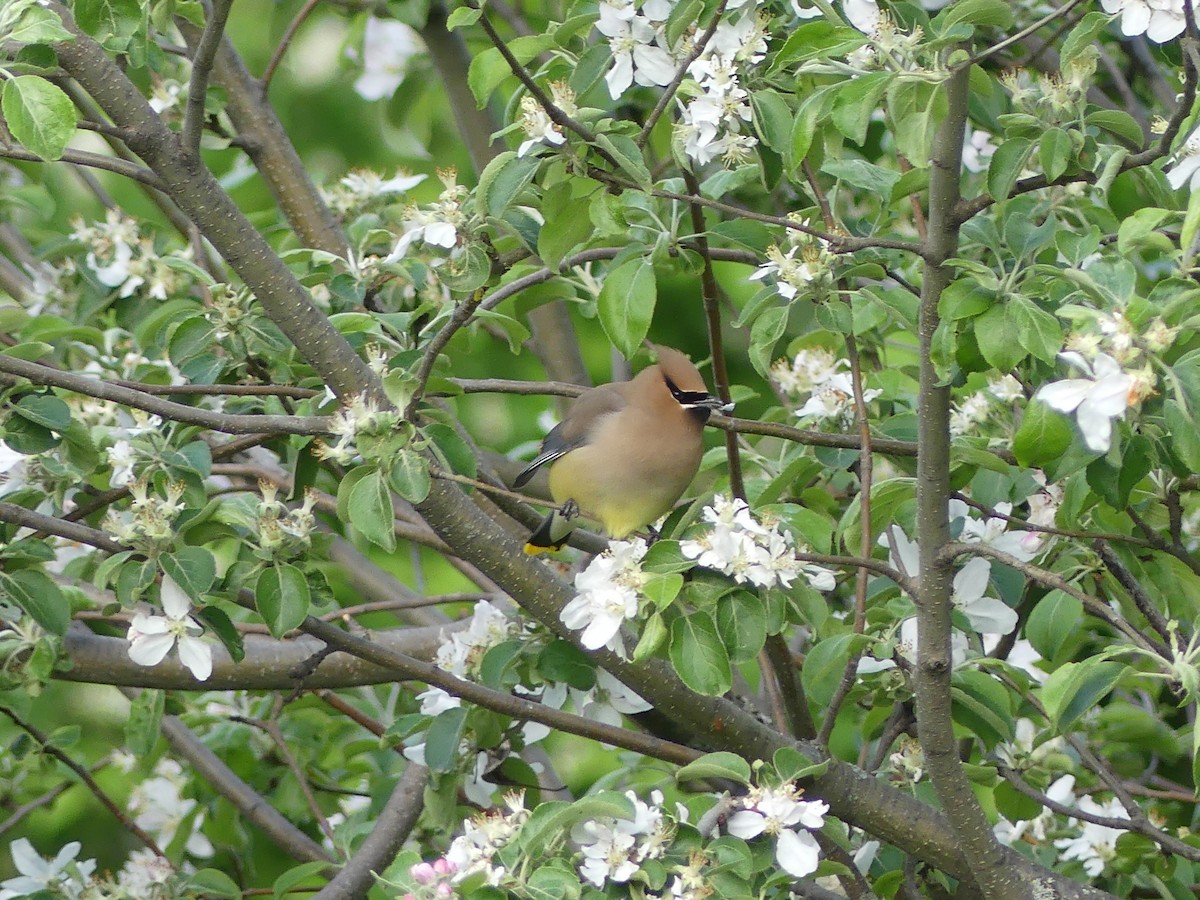 Cedar Waxwing - ML619822924