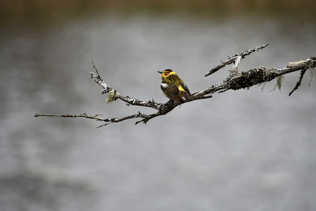 Cape May Warbler - ML619822935