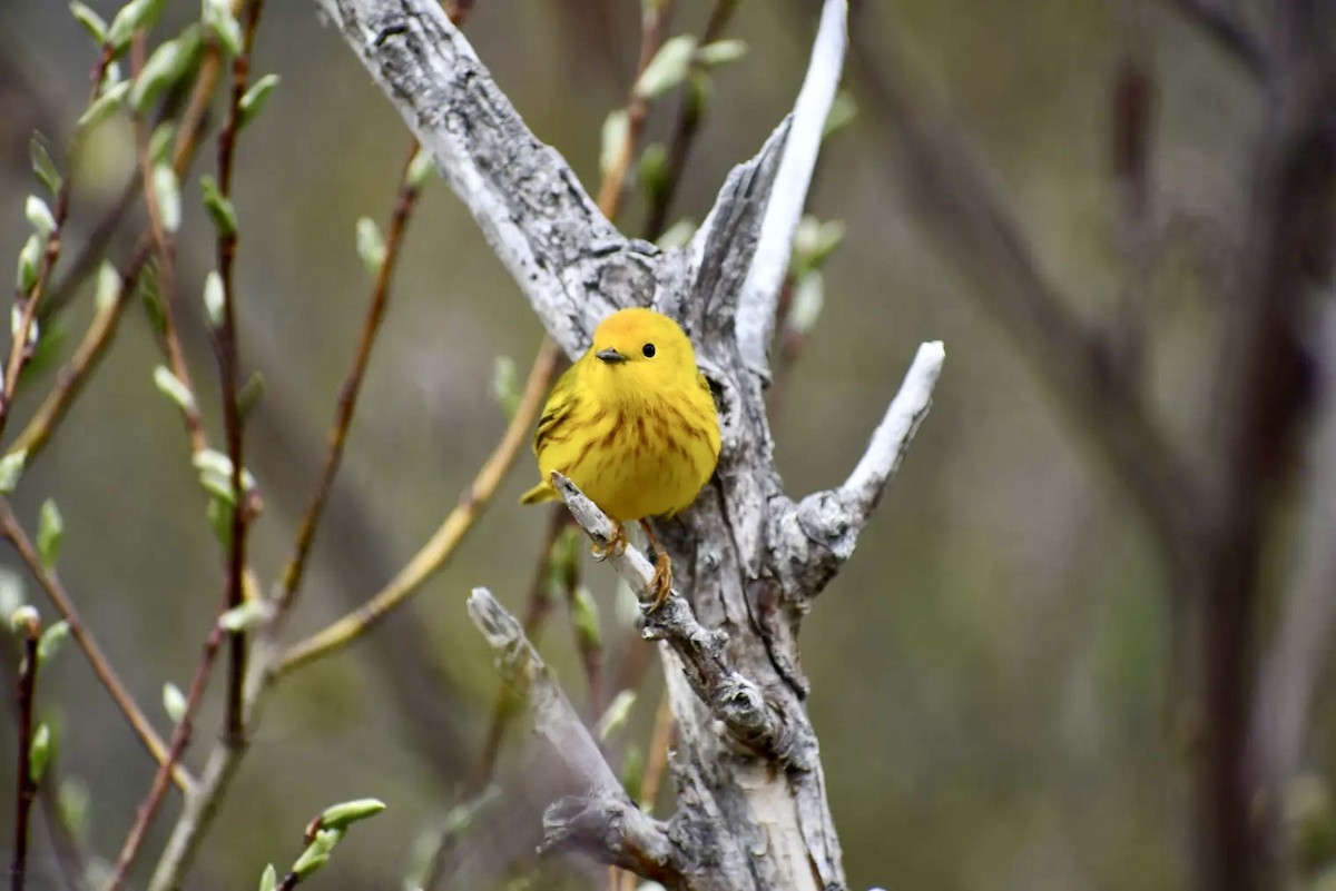 Paruline jaune - ML619822944