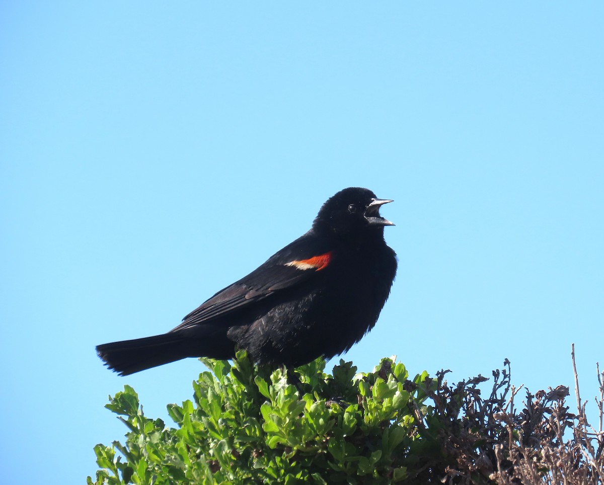 Red-winged Blackbird - ML619822946