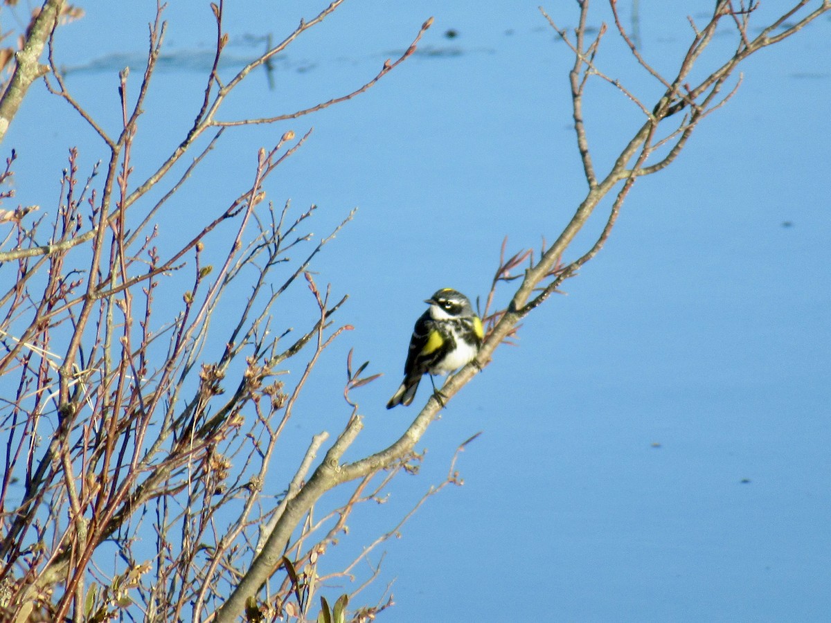 Yellow-rumped Warbler - ML619822951