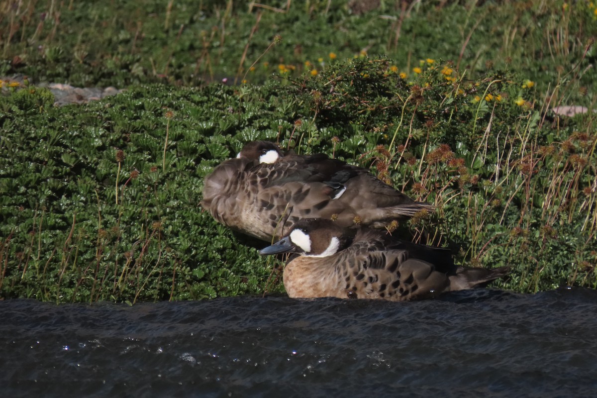 Spectacled Duck - ML619822952