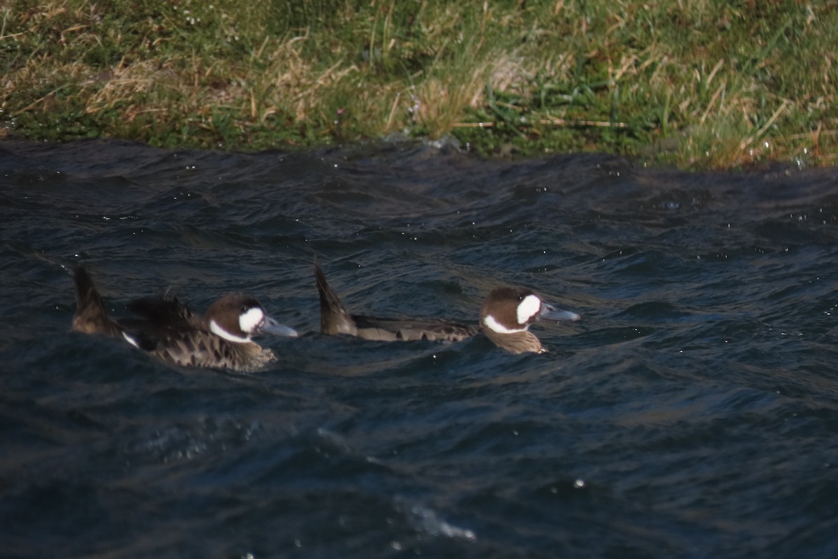 Canard à lunettes - ML619822953