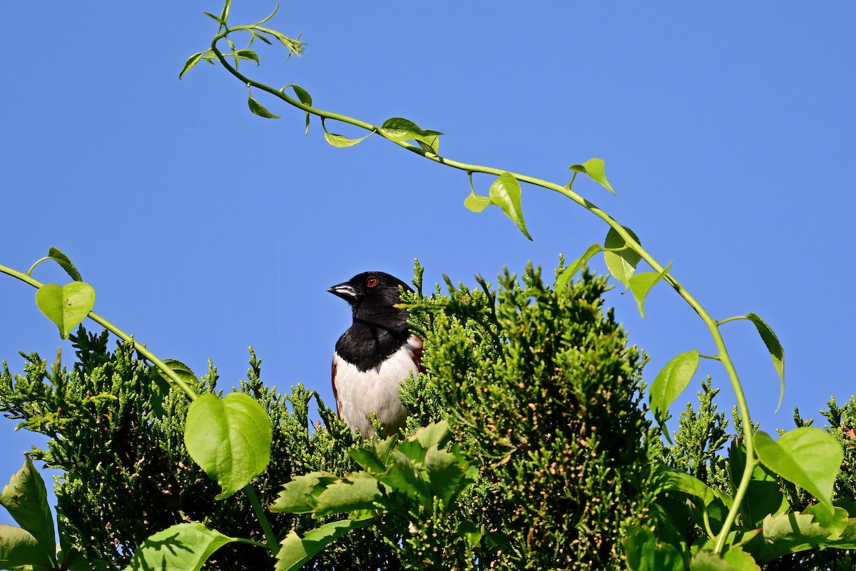 Eastern Towhee - ML619822959