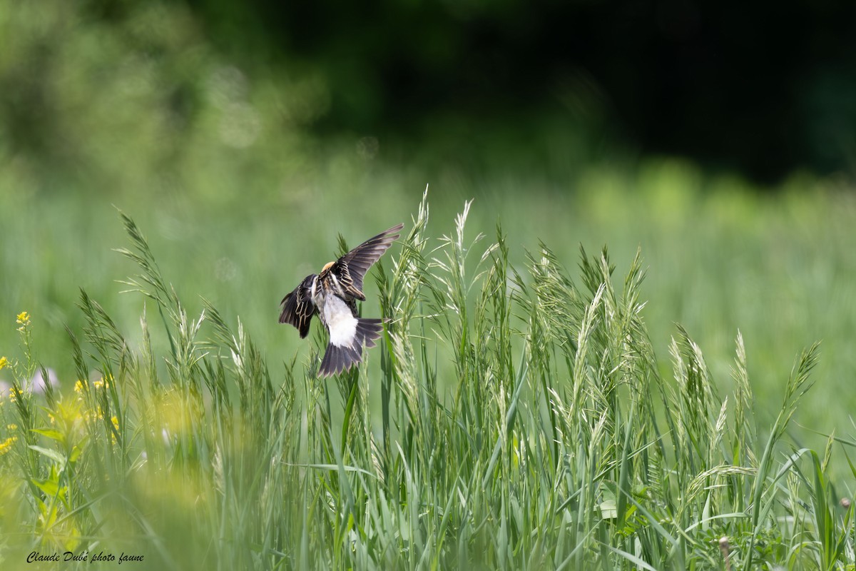 bobolink - ML619822963