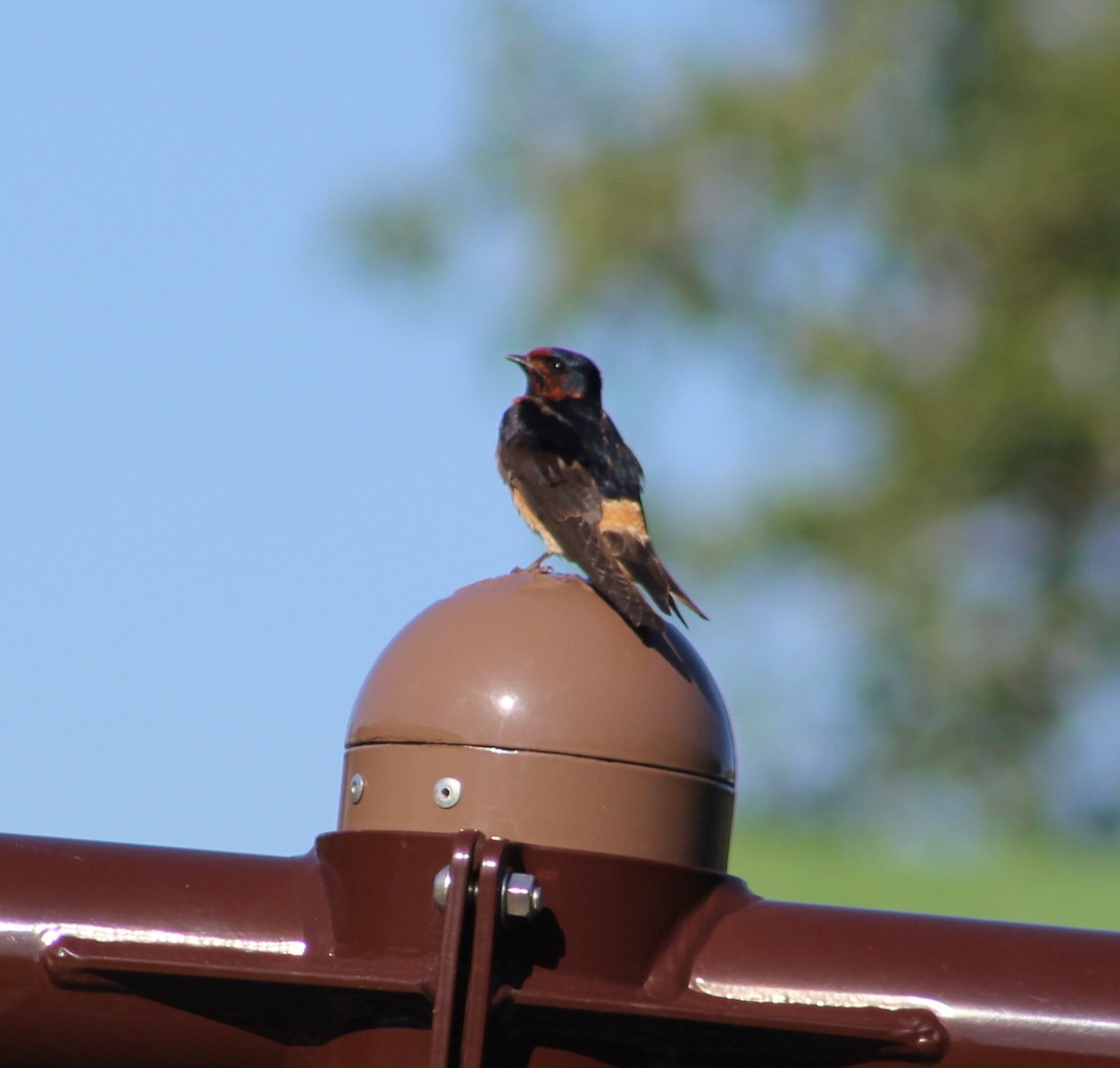 Barn x Cliff Swallow (hybrid) - ML619822973