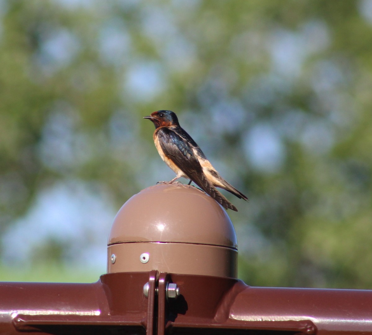 Barn x Cliff Swallow (hybrid) - ML619822979