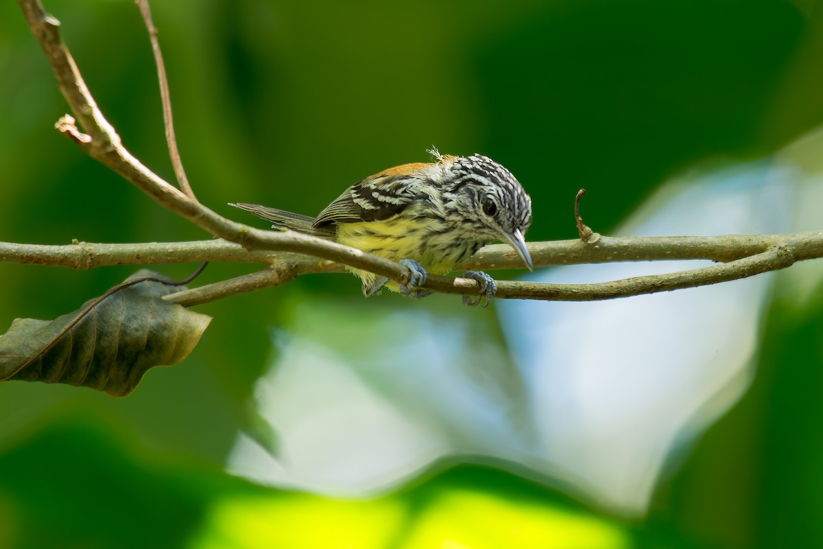 Streak-capped Antwren - ML619822986