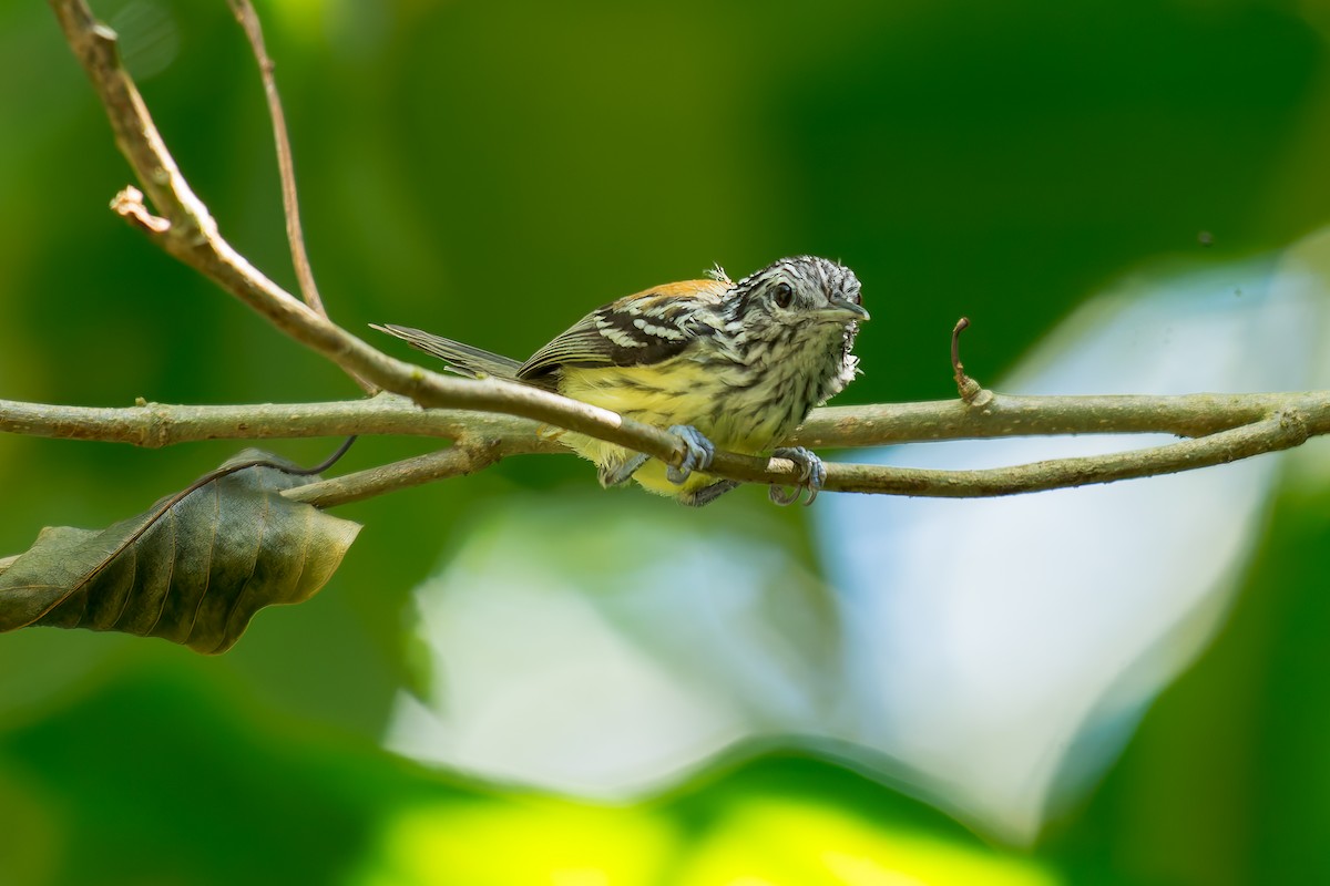 Streak-capped Antwren - ML619822987