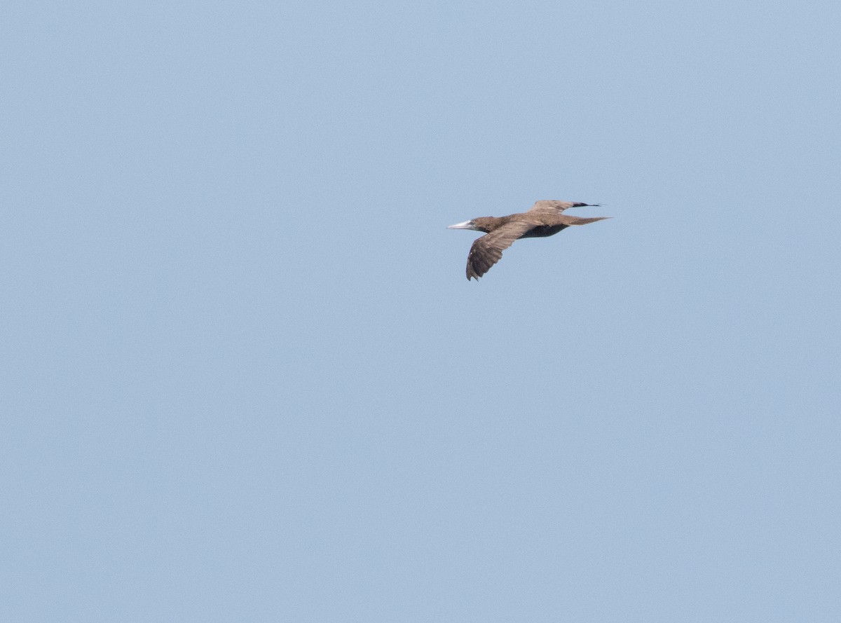 Brown Booby - ML619822989