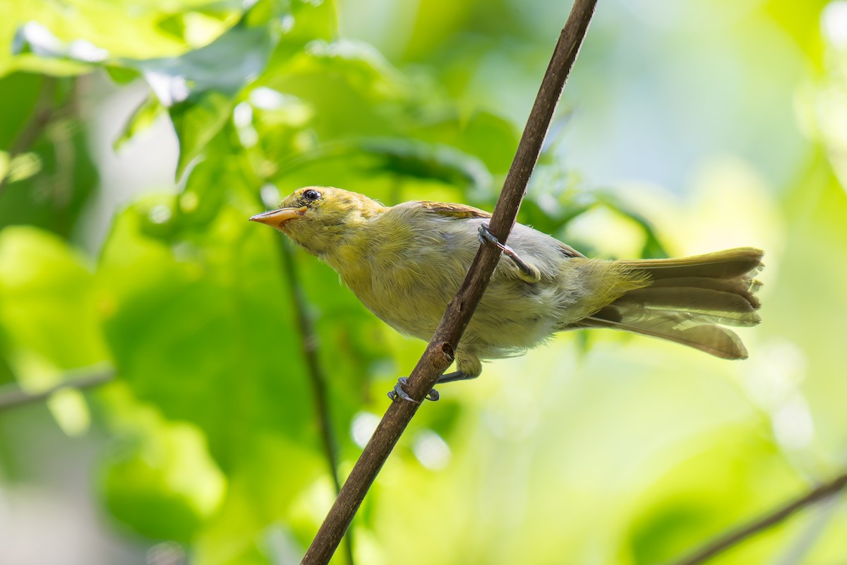 Rufous-headed Tanager - ML619822999