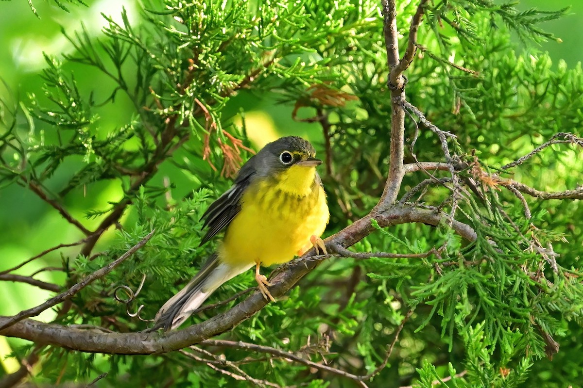 Canada Warbler - ML619823002