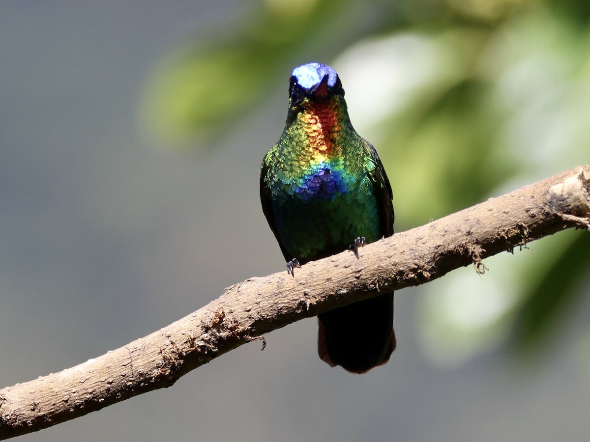 kolibřík ohnivobradý - ML619823008