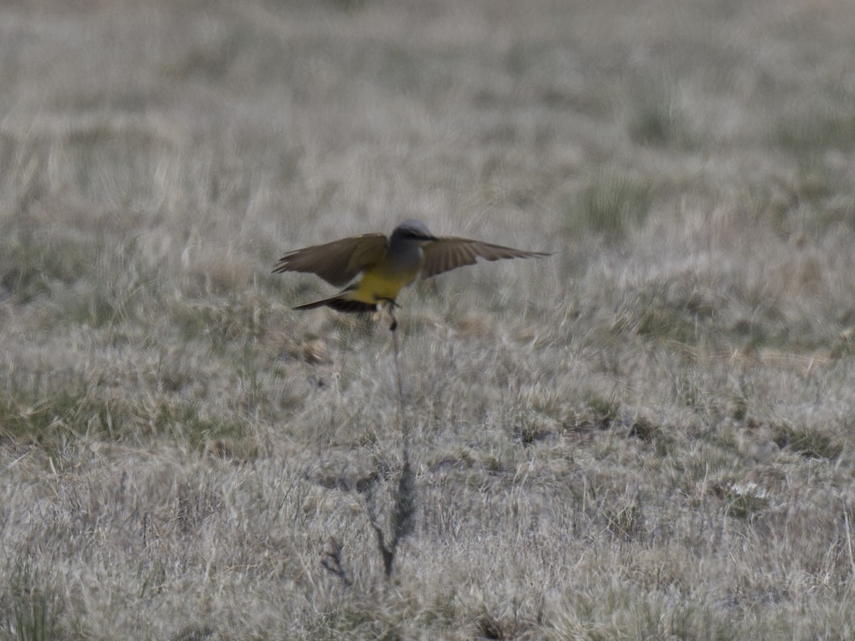 Western Kingbird - ML619823009