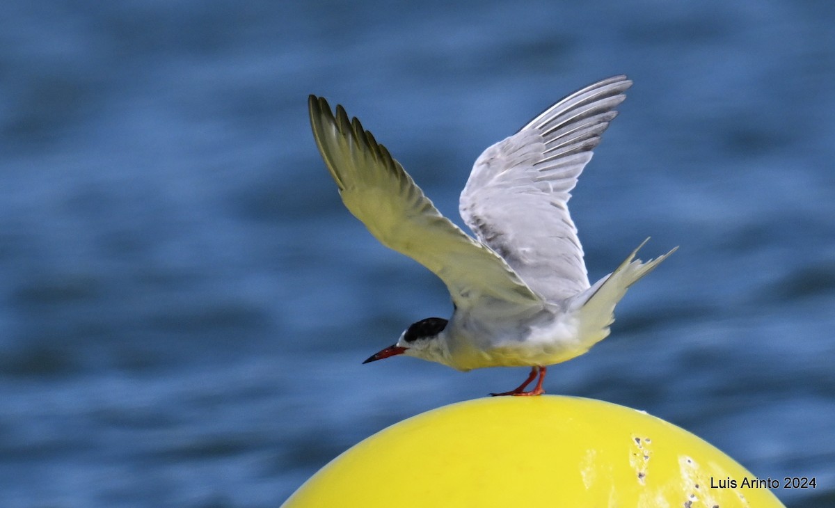 Common Tern - ML619823012