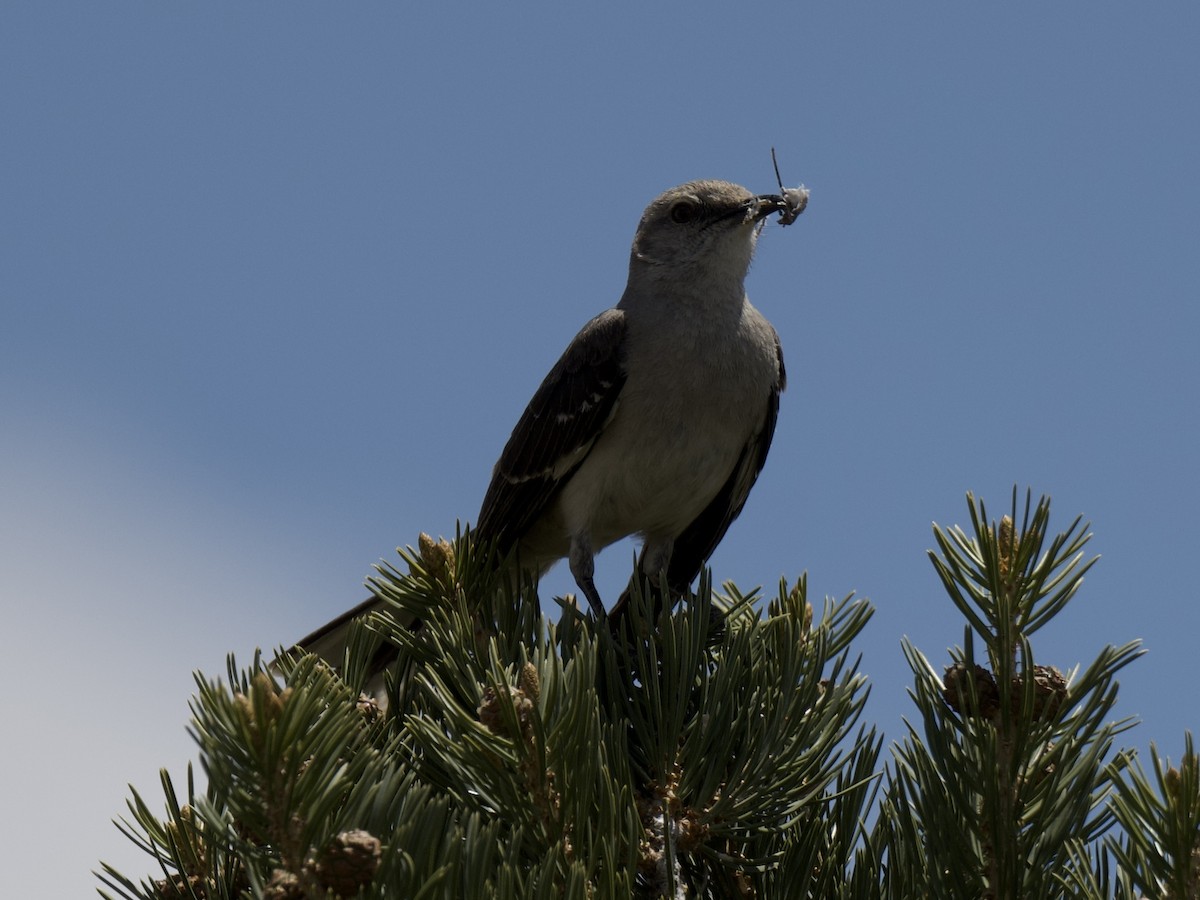 Northern Mockingbird - ML619823015