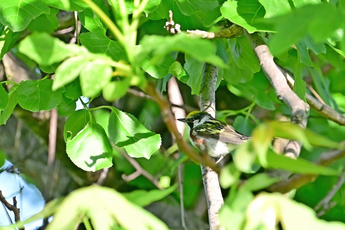 Chestnut-sided Warbler - ML619823023