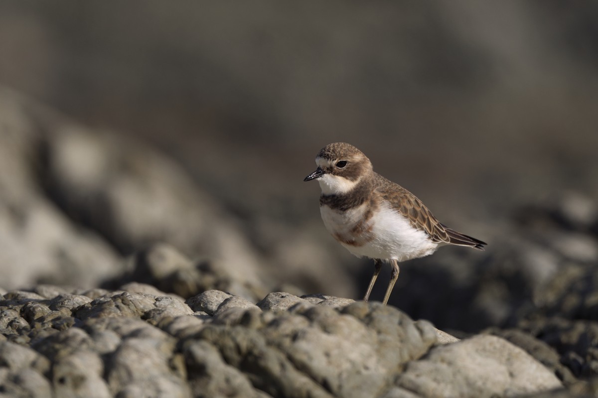 Double-banded Plover - ML619823026