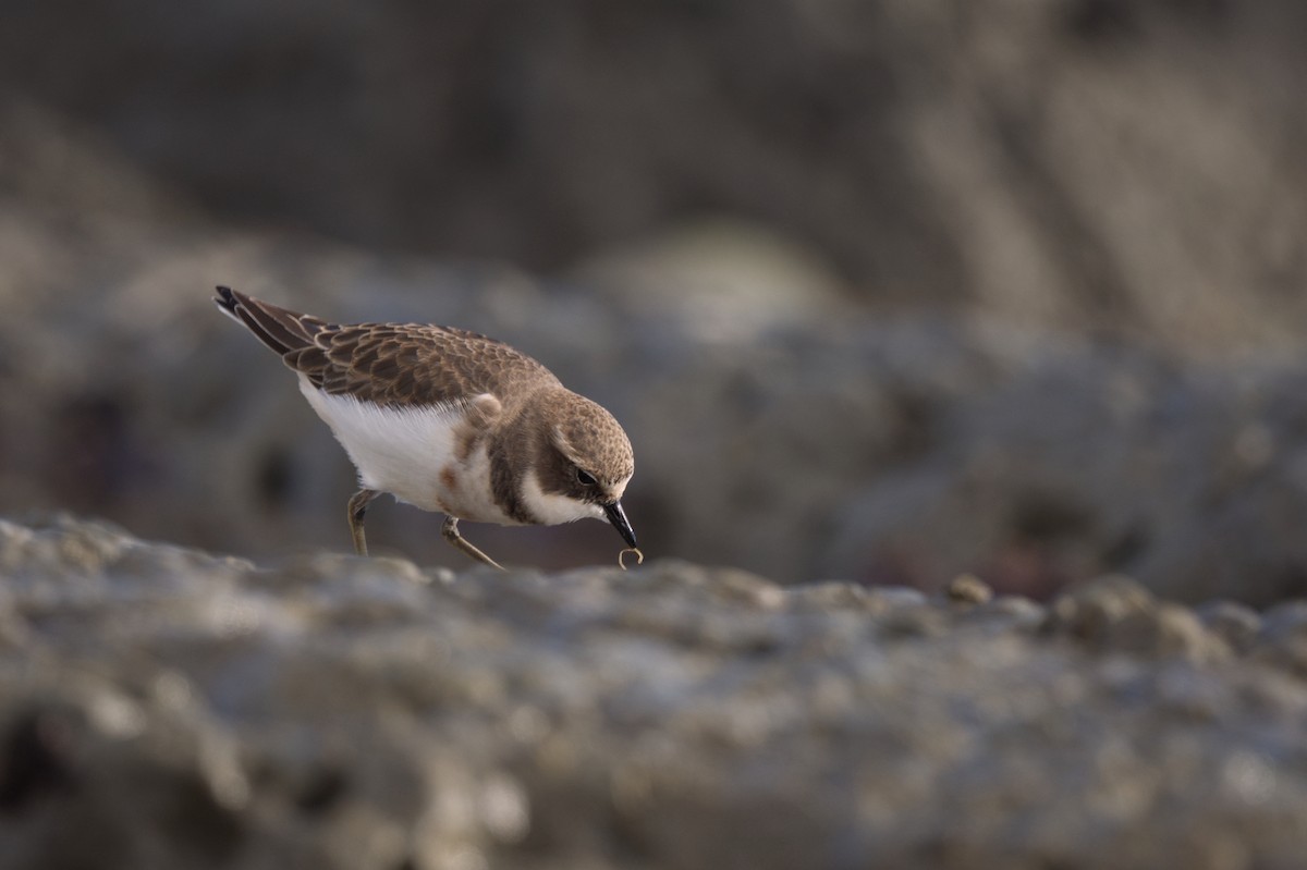 Double-banded Plover - ML619823028