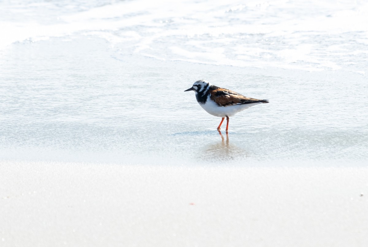 Ruddy Turnstone - ML619823036