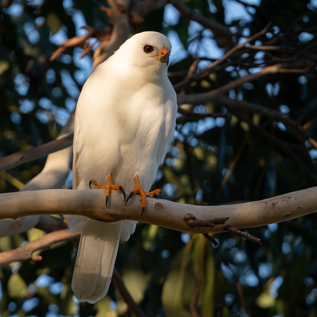 Gray Goshawk - ML619823039