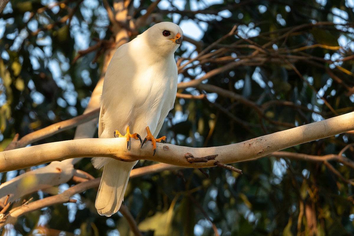 Gray Goshawk - ML619823040