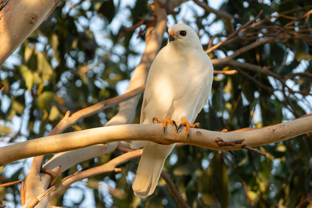 Gray Goshawk - ML619823041