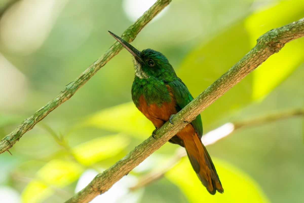 Rufous-tailed Jacamar - ML619823044