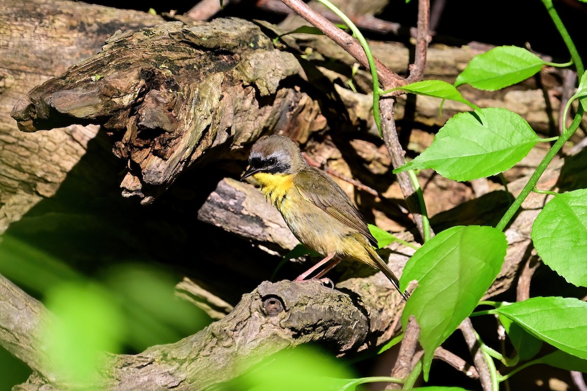 Common Yellowthroat - ML619823053