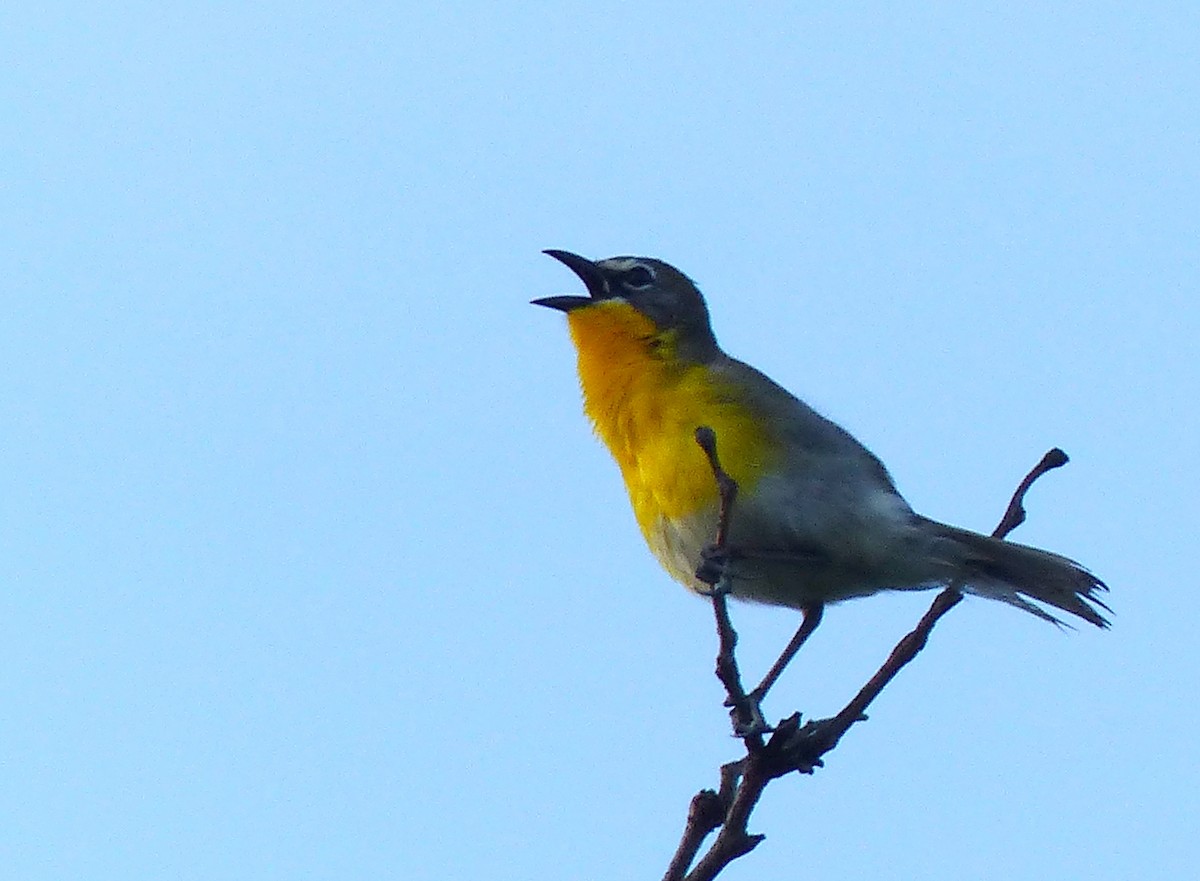 Yellow-breasted Chat - ML619823072