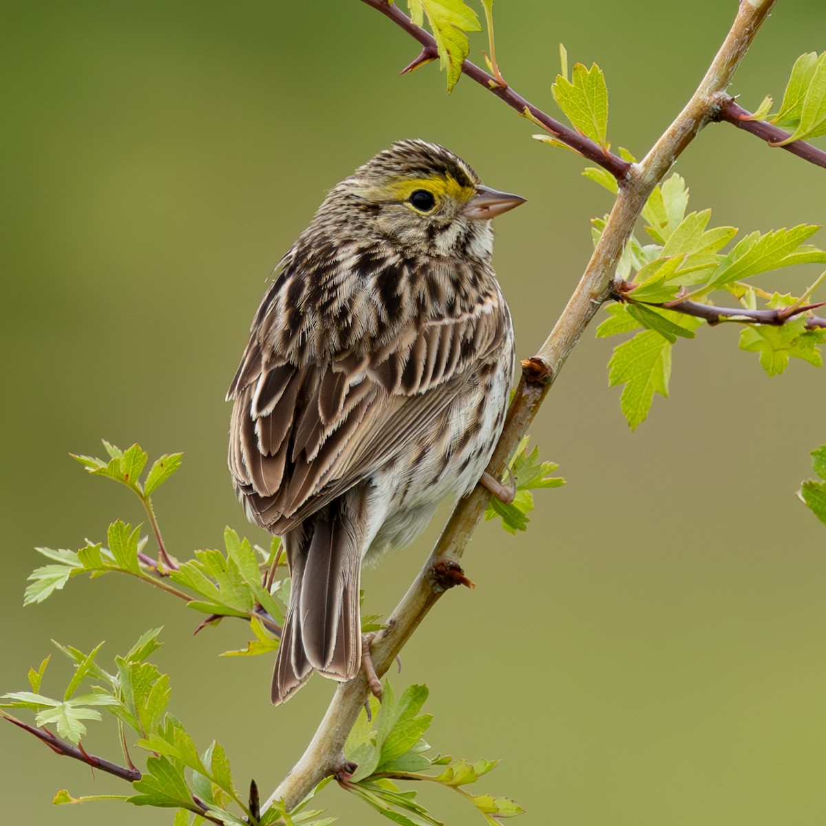 Savannah Sparrow - ML619823080