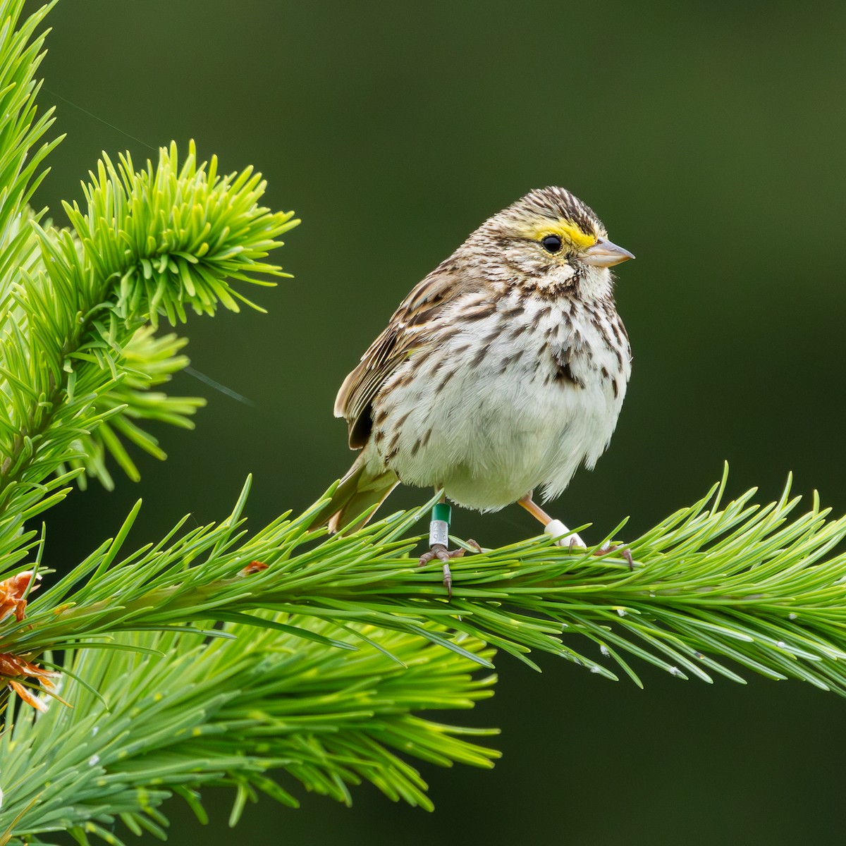 Savannah Sparrow - ML619823081