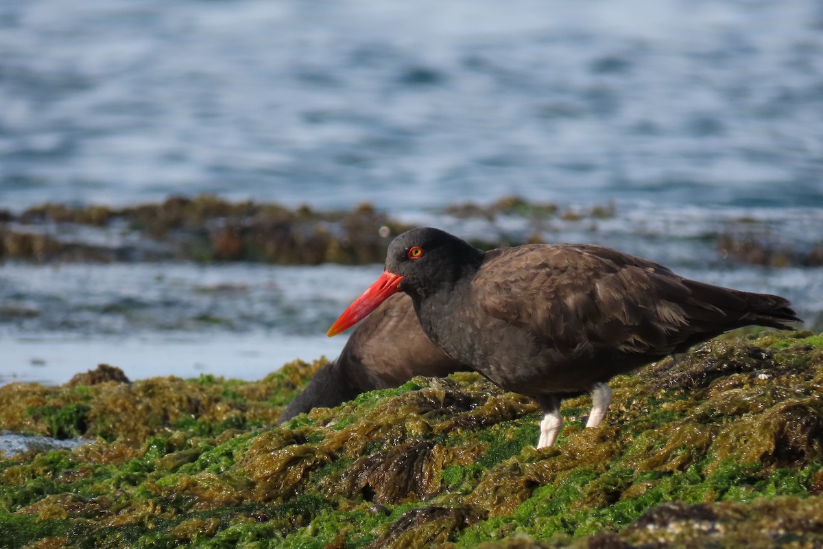 Blackish Oystercatcher - ML619823103