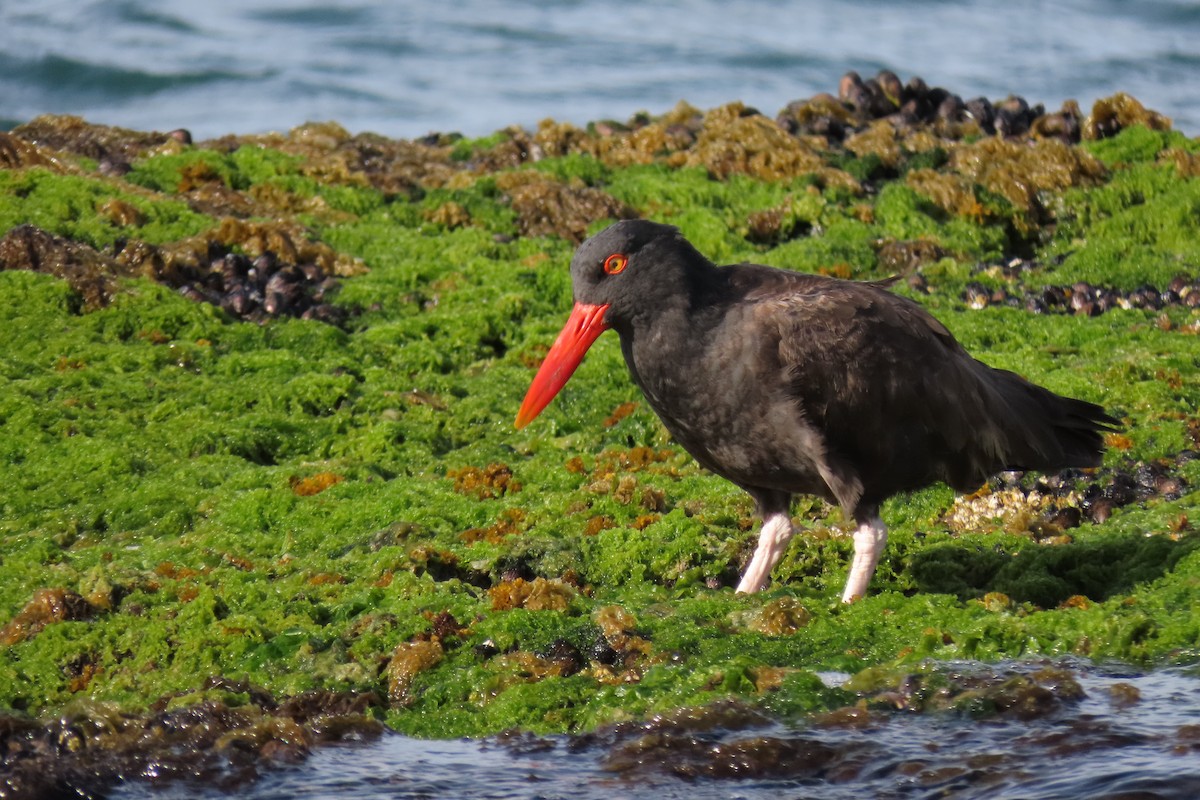 Blackish Oystercatcher - ML619823104