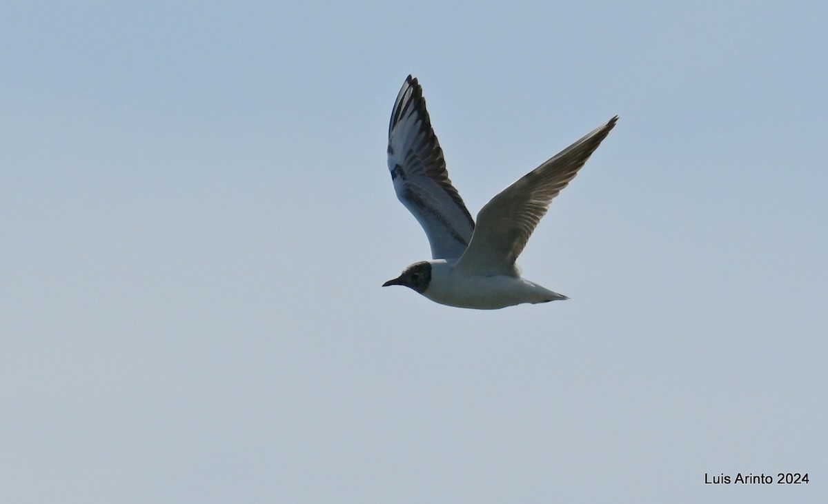 Gaviota Cabecinegra - ML619823112