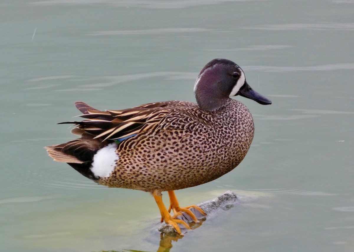 Blue-winged Teal - ML619823113