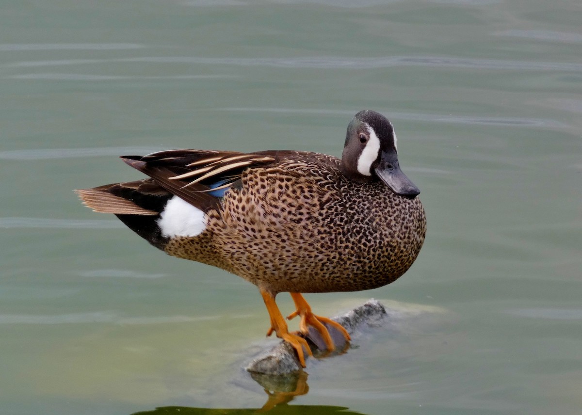 Blue-winged Teal - ML619823116